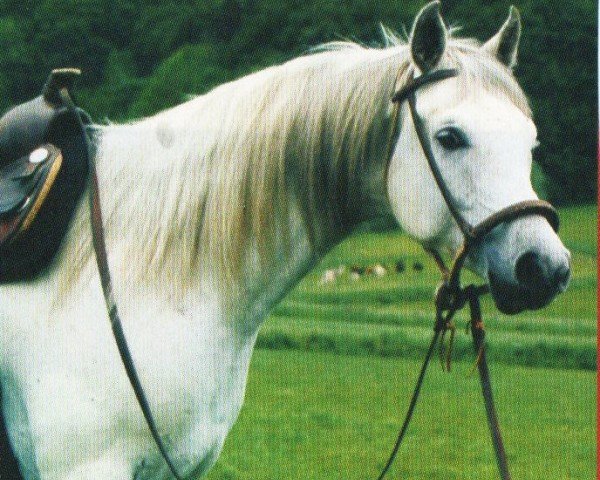 horse Trajan (Arabian, 2003, from Eldon 1985 ox)