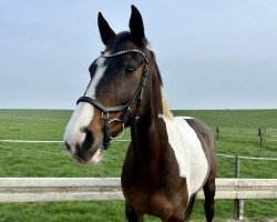 jumper Soraya (Pinto / Small Riding Horse, 2010, from Showtime)