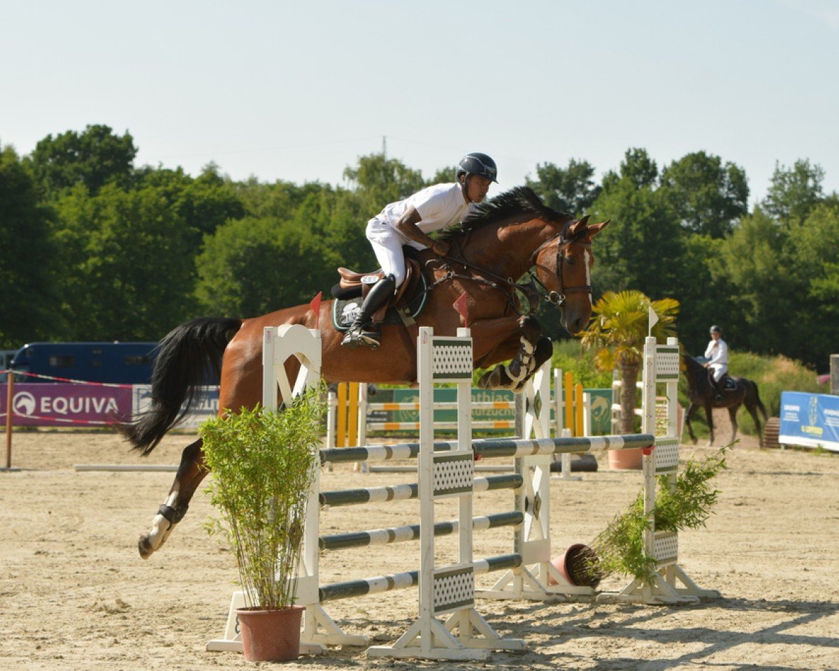 jumper Emmerson VH (Oldenburg show jumper, 2020, from Emerald van 't Ruytershof)