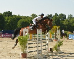jumper Emmerson VH (Oldenburg show jumper, 2020, from Emerald van 't Ruytershof)