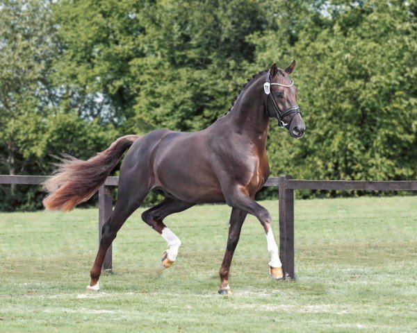 stallion Dubawi (Oldenburg, 2022, from Dimaggio Black)