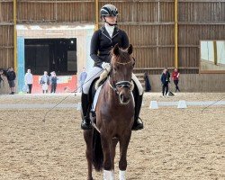 Dressurpferd Revelation VD Bisschop (Belgisches Warmblut, 2017, von Revolution)