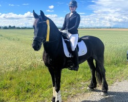 Dressurpferd Berend van Hilberalti (Friese, 2016)