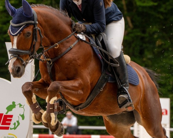 jumper Special von Herzen (German Riding Pony, 2007)