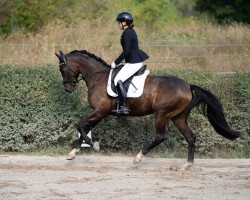 dressage horse Quindale´s Samourai J (Oldenburg, 2018, from DSP Quindale)
