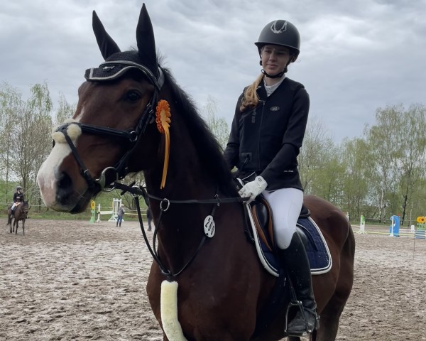 jumper Ciabatto 2 (German Sport Horse, 2009, from Contenaro)