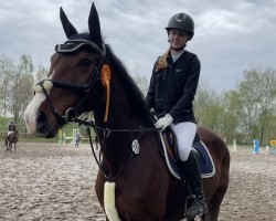 jumper Ciabatto 2 (German Sport Horse, 2009, from Contenaro)