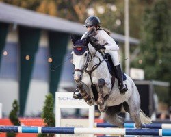 Springpferd Cendra 9 (Westfale, 2017, von Congress)