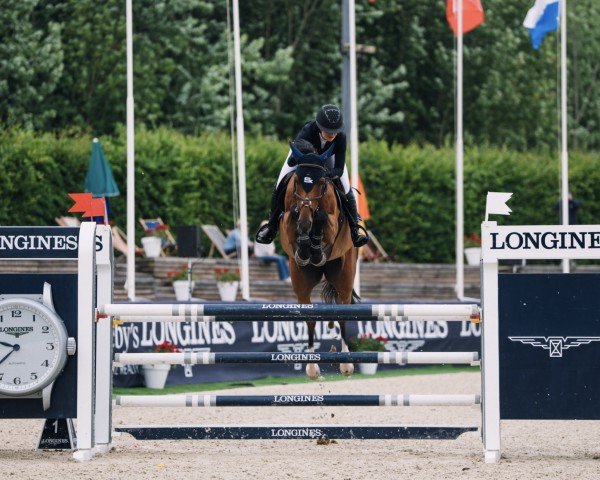 jumper Sirius de W&s (Belgian Warmblood, 2018, from Inaico)