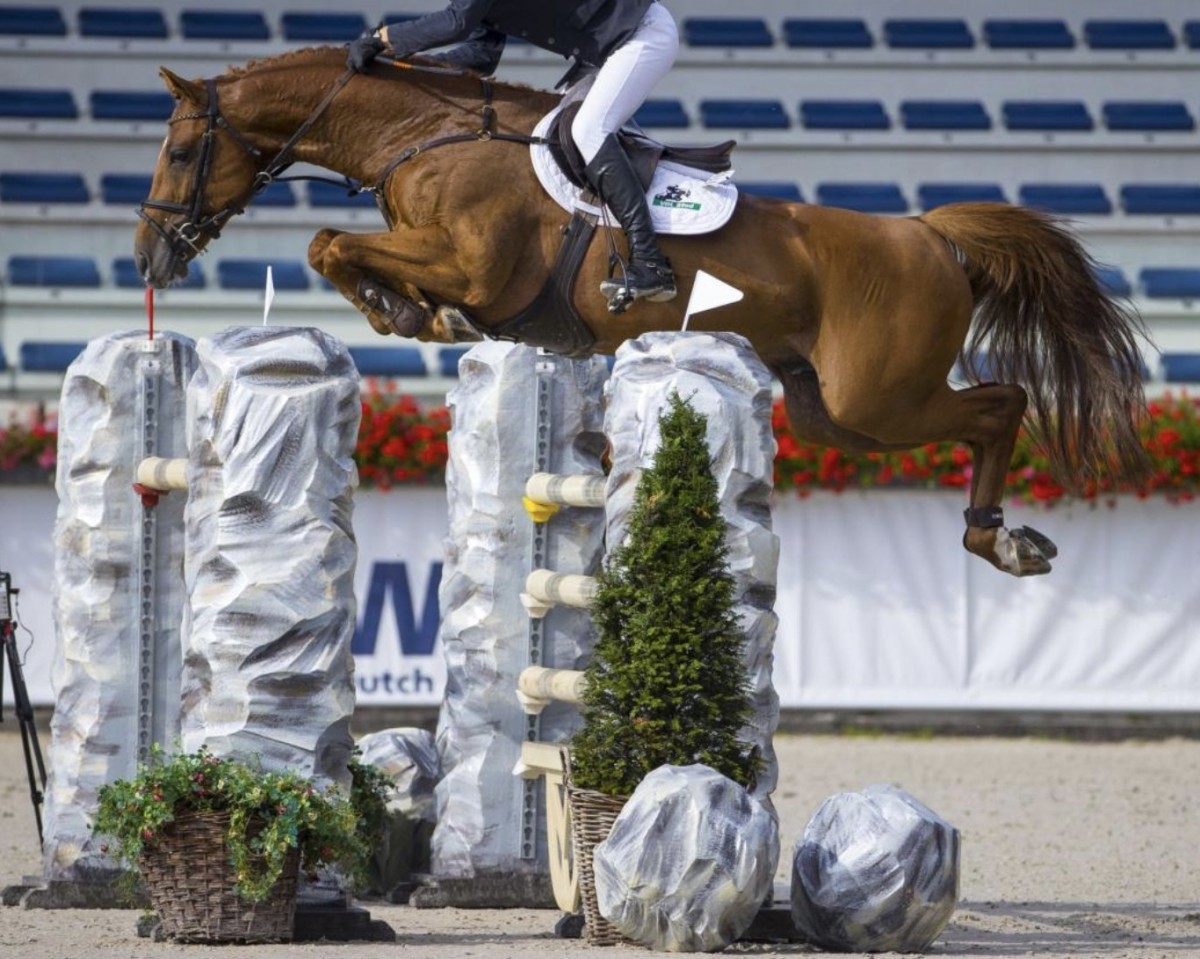 Deckhengst Inaico (KWPN (Niederländisches Warmblut), 2013, von Indoctro)