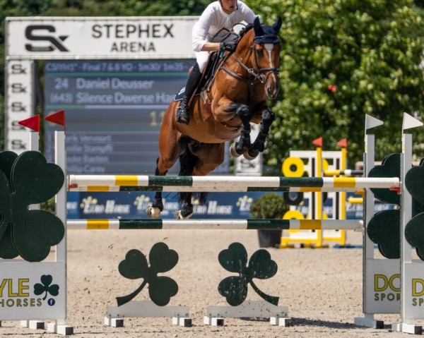 jumper Silence Dwerse Hagen (Belgian Warmblood, 2018, from Nixon van 't Meulenhof)