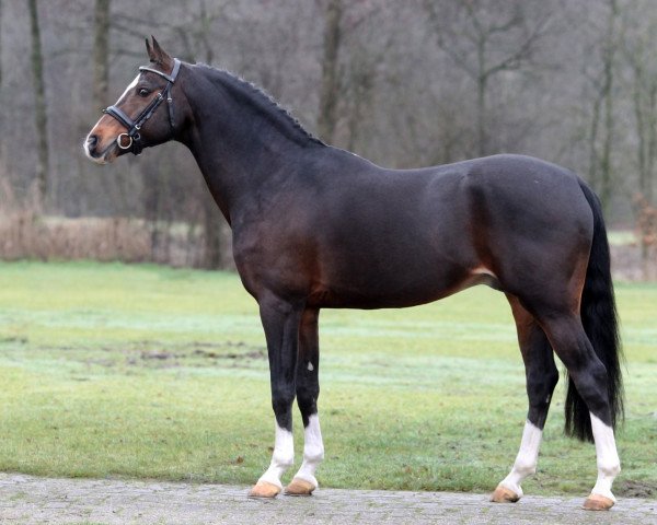 Deckhengst Nightfever (Deutsches Reitpony, 1994, von Night-Star III)