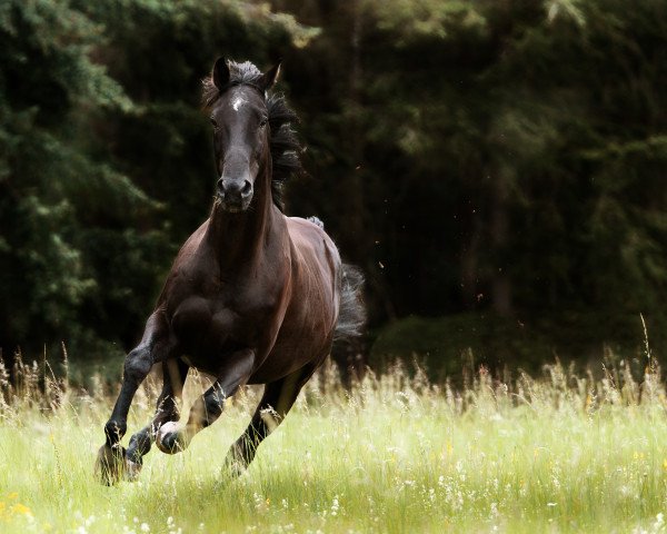 horse Leanders Claire de Lune (Oldenburg, 2003, from Landjonker (Fruhling))