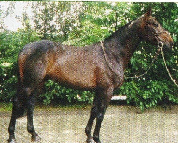 Pferd Leroy-Jack (Westfale, 1999, von Laurentianer)