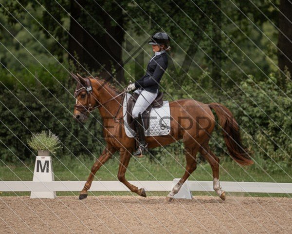horse Xara B. (Welsh, 2014)