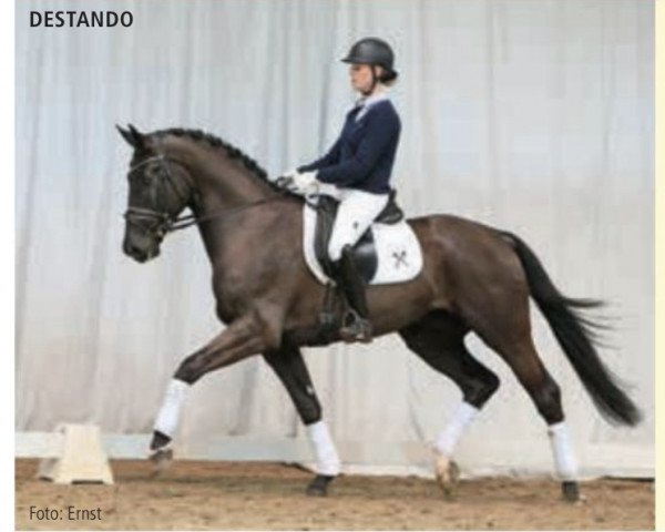 horse Destando (Hanoverian, 2011, from Destano)