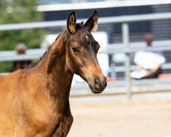 horse Stute von Herzzauber x Bonaparte N AA (Trakehner, 2022, from Herzzauber)