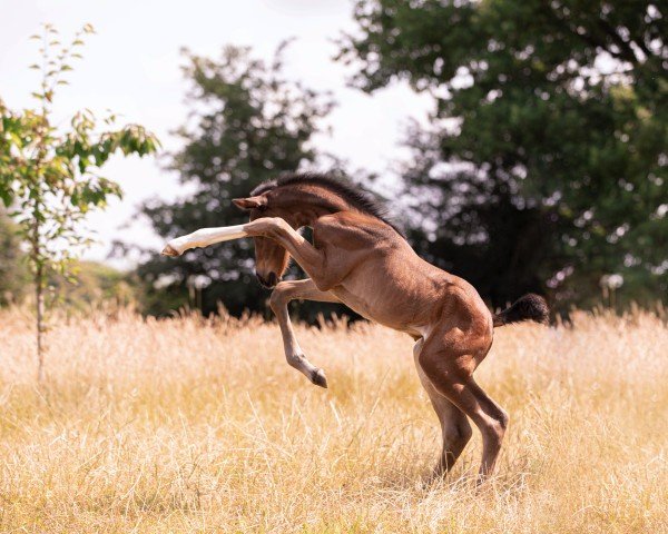 foal by Firalie SPO (Westphalian, 2025, from Franziskus FRH)