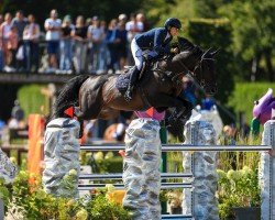 stallion Indy (KWPN (Royal Dutch Sporthorse), 2013, from Chacco-Blue)