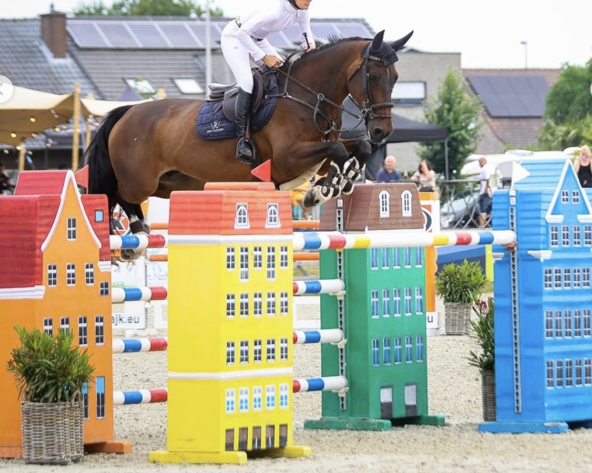 Springpferd Khan vd Kattevennen Z (Belgisches Warmblut, 2012, von Kannan)