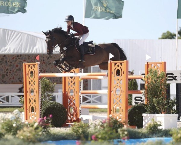 Springpferd F Termie R12 (KWPN (Niederländisches Warmblut), 2010, von Lasino)