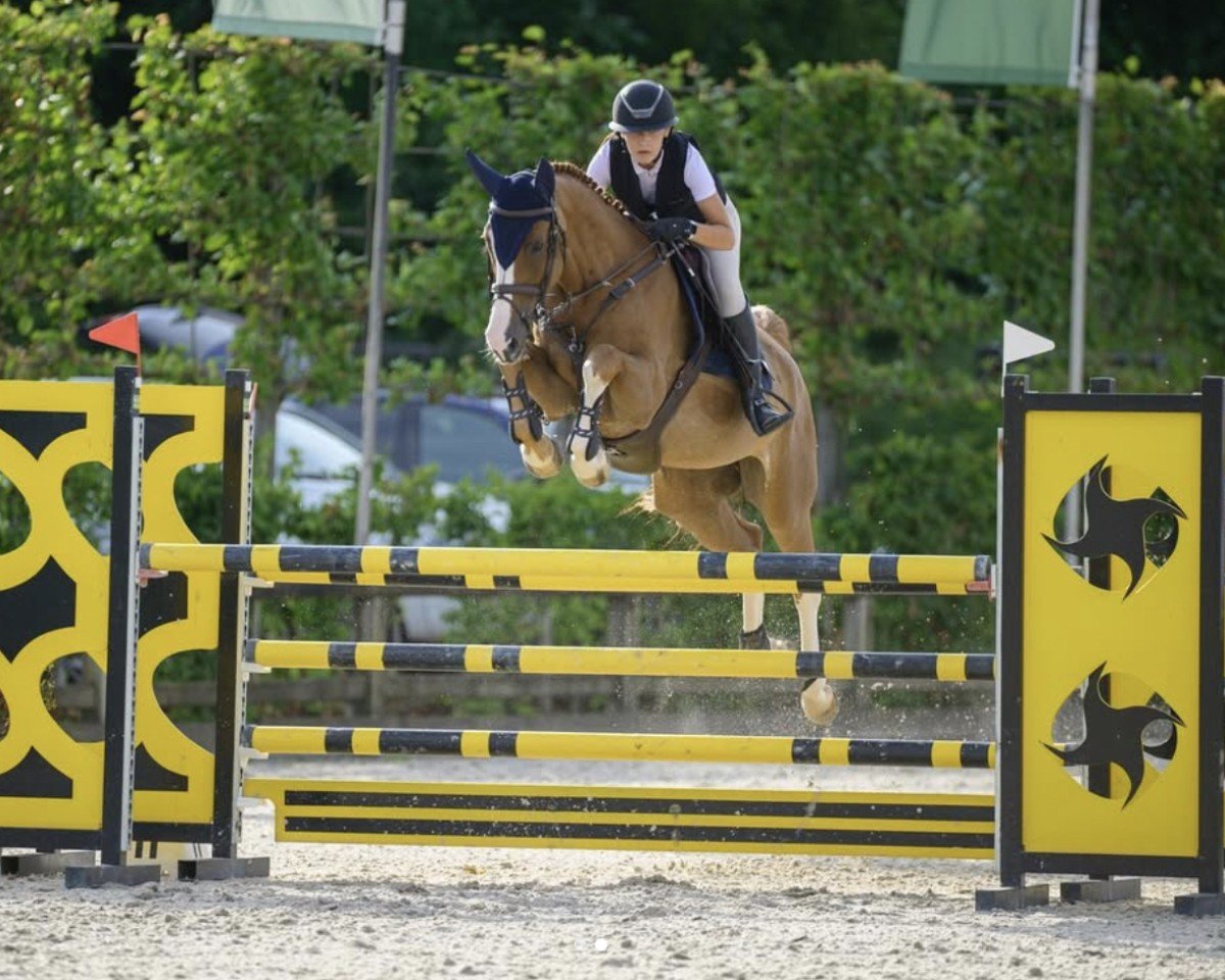 Springpferd Drafino PS (Hannoveraner, 2014, von Tailormade's Diarado's Boy 256 FIN)