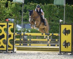 Springpferd Drafino PS (Hannoveraner, 2014, von Diarado's Boy)