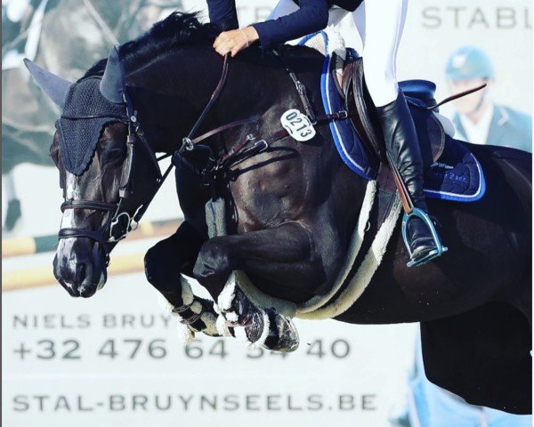 Springpferd Nallis Bellouet (Schwedisches Warmblut, 2013, von Balou du Rouet)