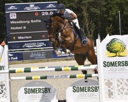 Springpferd Nobel S (Belgisches Warmblut, 2013, von Cantario)