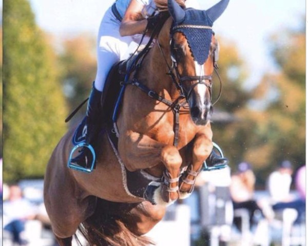 Springpferd Gitta van de Wezelseheihoeve (Belgisches Warmblut, 2006, von Heartbreaker)