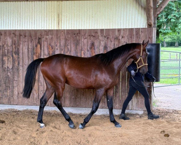 Pferd Hengst von Carrera VDL / Lord Pezi (Oldenburger Springpferd, 2023, von Carrera VDL)