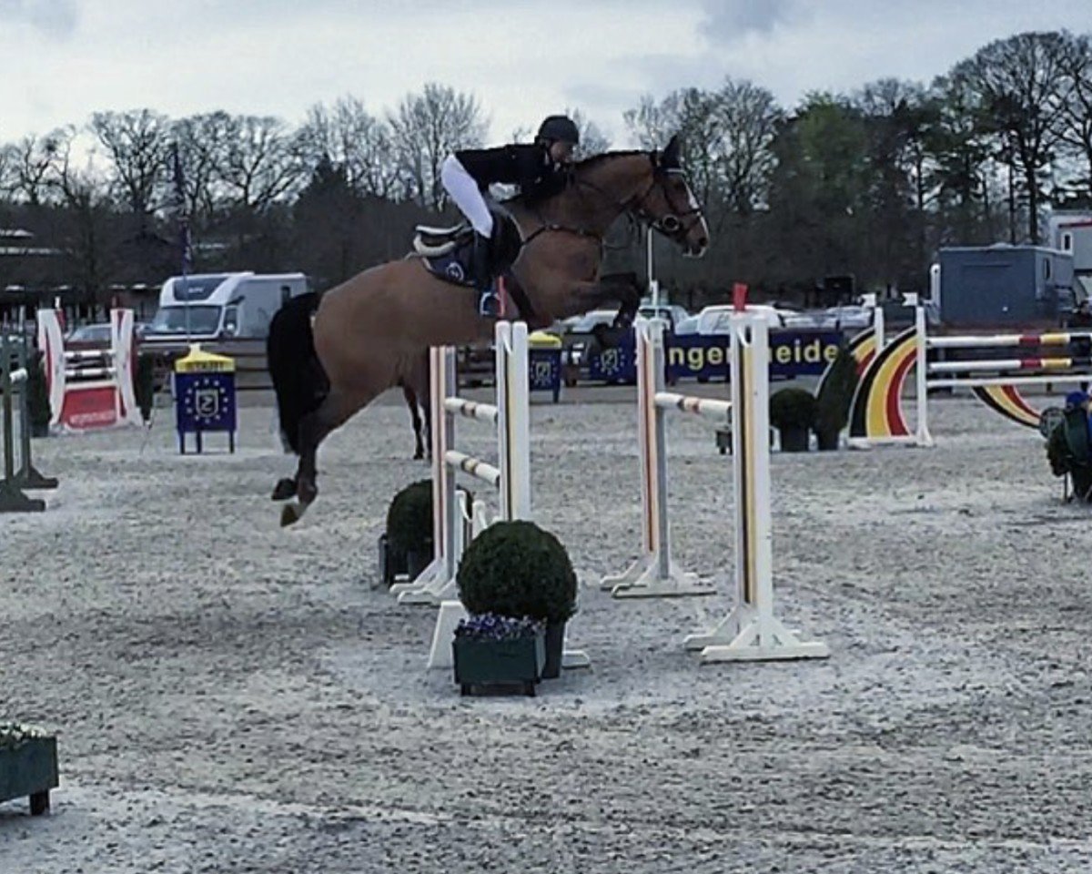 jumper Dominicus B (KWPN (Royal Dutch Sporthorse), 2008, from Vaillant)