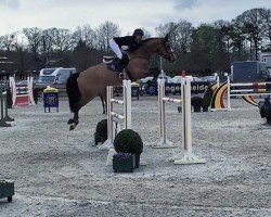 Springpferd Dominicus B (KWPN (Niederländisches Warmblut), 2008, von Vaillant)