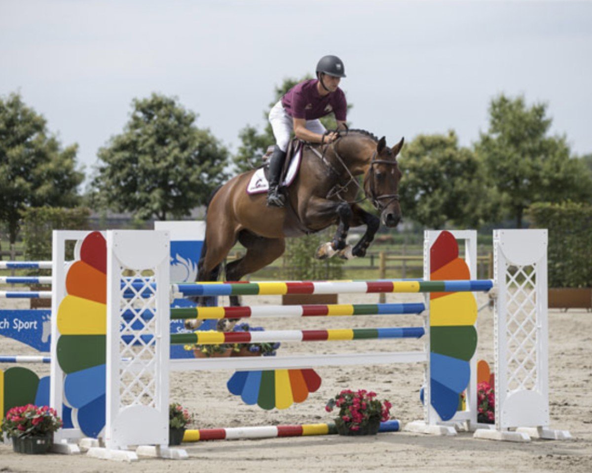 Cavallo da salto Zapco of The Two Notes Z (Zangersheide Reitpferd, 2009, di Zapatero VDL)