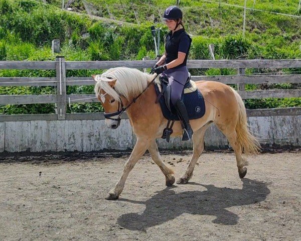 horse Wilson Von Bachegg (Haflinger, 2018)