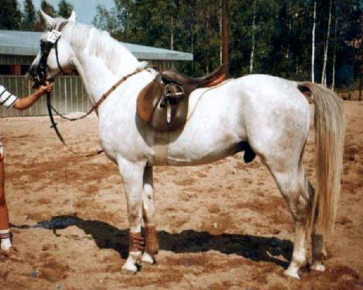 Deckhengst Silver Dream 43 FIN (Tersker, 1974, von Tramplin 26 FIN)