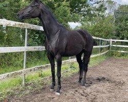 Pferd Akeby‘s Oh Wie schön (Holsteiner, 2021, von Dancier Gold FRH)