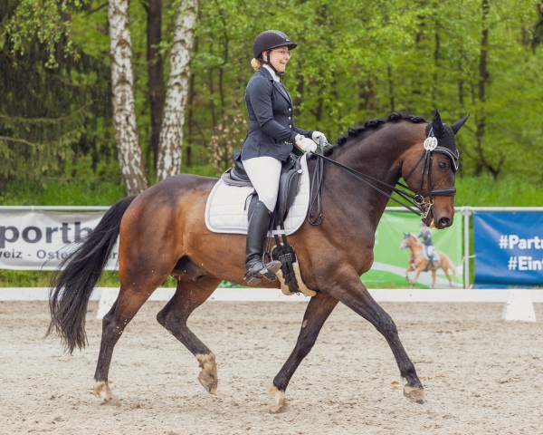 Dressurpferd Daktary (Deutsches Sportpferd, 2011, von Detroit)