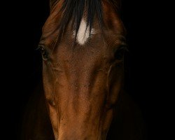 broodmare Lucy Lou 2 (Oldenburg, 2002, from Heraldik xx)