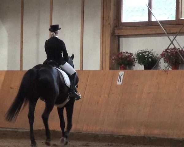 Dressur- und Springturnier Halver 2014