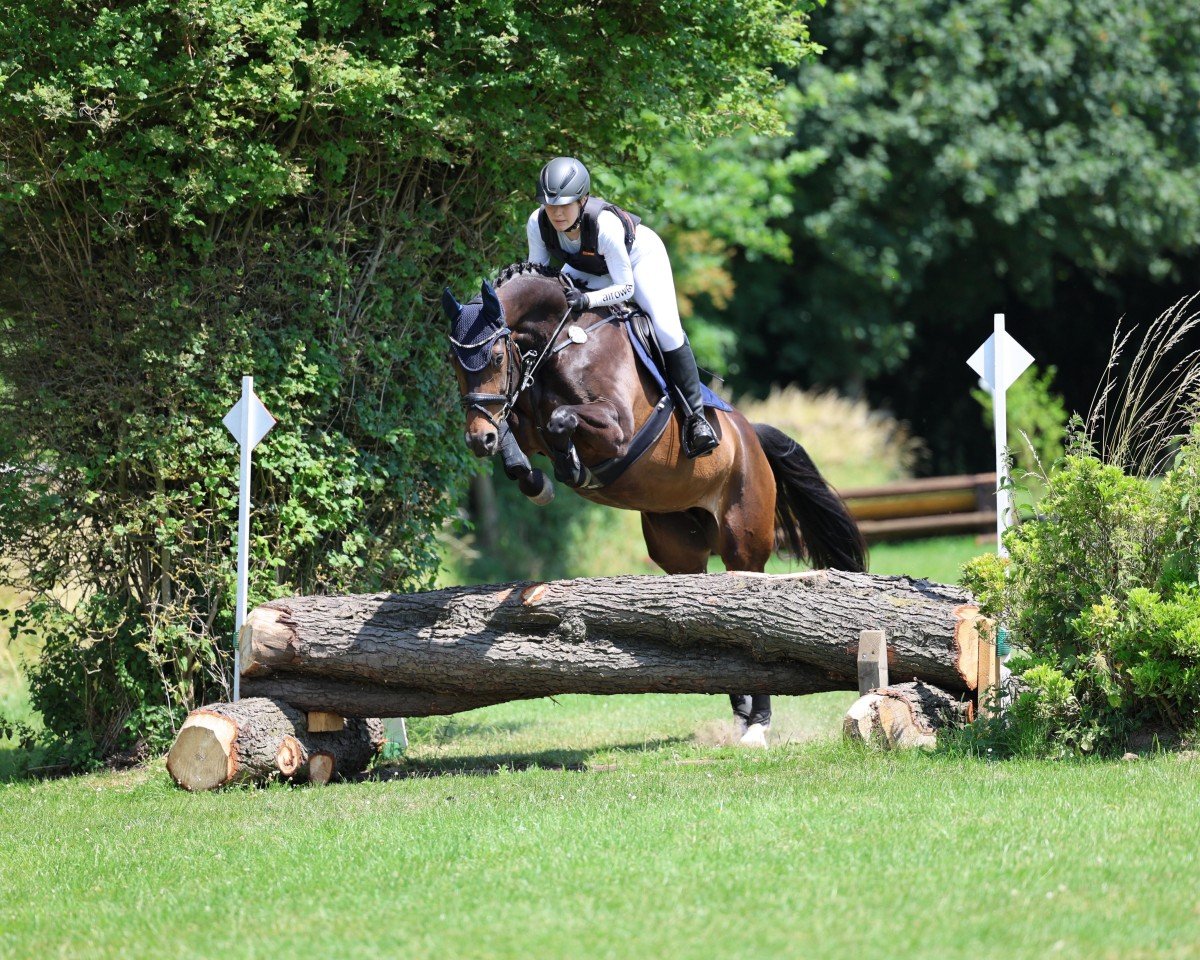 Springpferd Dottoressa 9 (Deutsches Sportpferd, 2019, von Dimagico)
