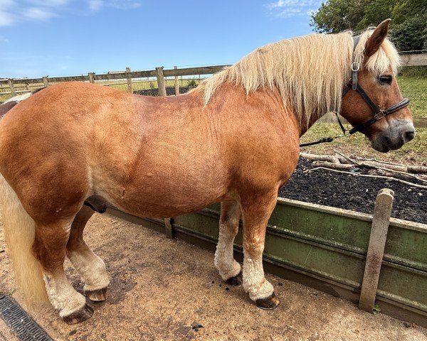 stallion Marco (Rhenish-German Cold-Blood, 2006, from Marc)