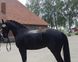 dressage horse Feine Frieda W (Hanoverian, 2018, from Fürstbischof)