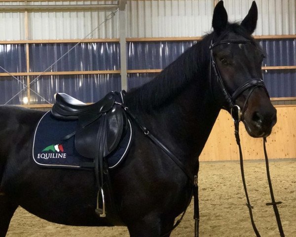 jumper Casparow (German Warmblood, 2015, from Casskeni II)