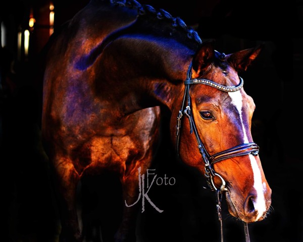 broodmare Fürstin Feodora 2 (Westphalian, 2012, from Fürst Grandios)