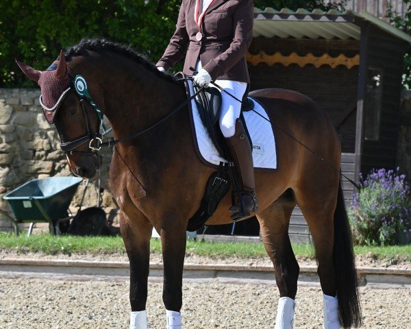 horse Arthur W (Austrian Warmblood, 2019, from Arcachon)