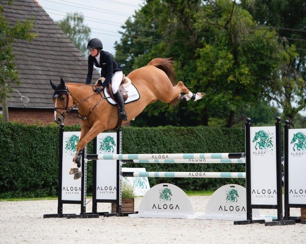 Springpferd Luidam Quality (Irish Sport Horse, 2015, von Luidam)