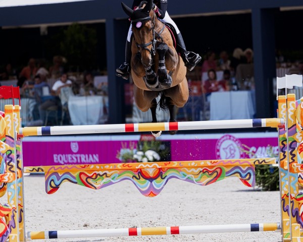 Springpferd My Bravo Boy PS (Oldenburger Springpferd, 2014, von Messenger)