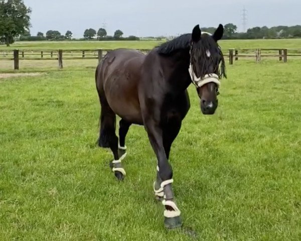 horse Kenzo Espoir de Frivol (German Warmblood, 2014, from Kannan)