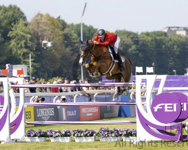 stallion Franco 79 (Westphalian, 2013, from Firth Of Lorne)